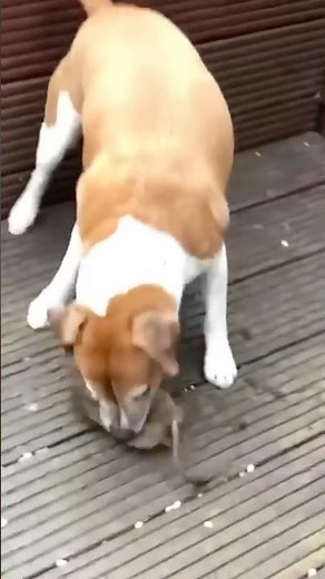 “GIANT RAT Caught by Dog in Broad Daylight – London’s INFESTED!? #doglife #animals #dog