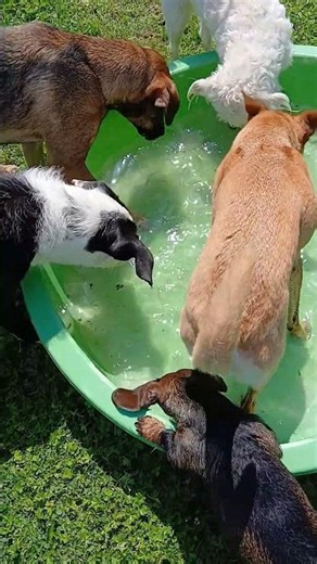 Wasser-Dackel / HuTa in Echtzeit / Alltag in unserer Hundetagesstätte
