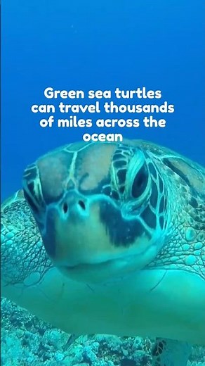 Just some turtle facts ☺️ #WorldSeaTurtleDay #SeaTurtleFacts #OceanFacts