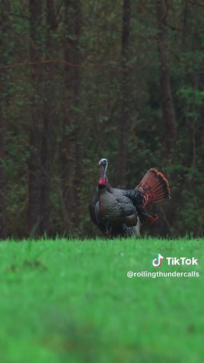 The Beauty of Turkey Season with Hunter Wallis
