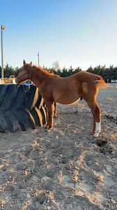 Dot Royally Driven, Hydrive Cat, Blackburn, Hollywood Located Cairo NE Eligible for CMSA Futurity Nebraska Ranch Horse Association | Hassett Guthard Performance Horses | Facebook