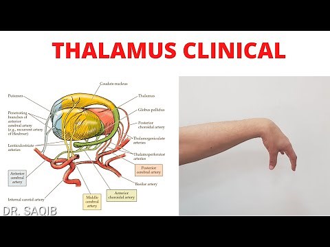 Thalamus Clinicals | Blood Supply of Thalamus | Wernicke-Korsakoff Syndrome | Thalamic Hand