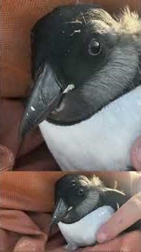 Why it feels good to help puffins