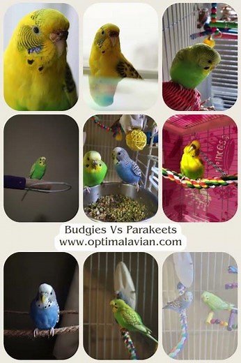 Budgies Vs Parakeets
