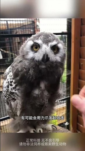 雪鴞被摸頭為何一臉享受？揭開極地精靈溫柔背後的療癒祕密。