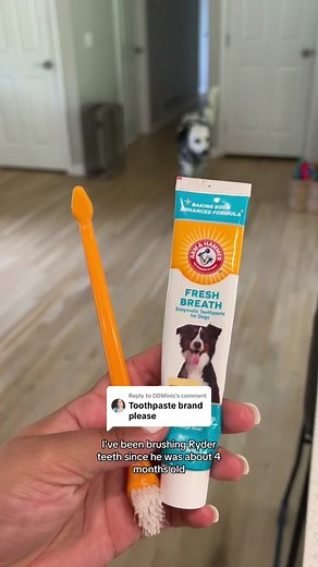 Arm and Hammer Toothpaste Review for Dogs