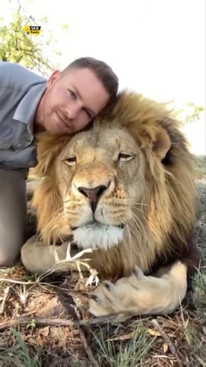 Why Lions Don’t Attack? 🤔 #reels #viral | saqfacts