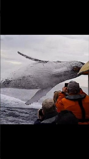 Los brazos más poderosos del océano: la verdad sobre la ballena jorobada