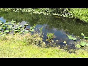 Anhinga Stabbing and Eating a Fish -- Everglades National Park, FL