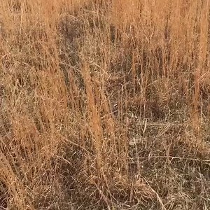 3.4K reactions · 66 shares | The power of genetics 溺 at 10 weeks old,...