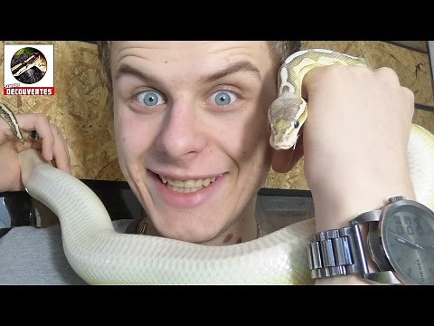 LE PYTHON ROYAL - EUBLEPHARIS