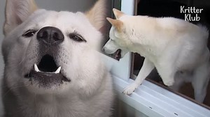 67K views · 5K reactions | Absent One Leg, What This Dog Did For Love Is Truly Touching | Kritter Klub - *More videos of ♡ Animals In Love ♡: https://bit.ly/aninlove *Follow Kritter klub to brighten up your feed with daily animal videos❣ *Videos Available in English and 14 other languages on our Youtube! | Kritter klub | Facebook