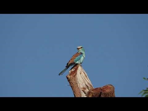Carraca abisinia (Coracias abyssinicus) - Fuerteventura -11/2025