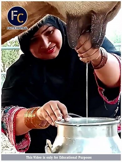 Don't drink cow milk directly from udder 😱😱 !!! #shorts #factscentral