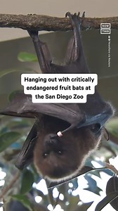 68K views · 87 reactions | Hang out with this critically endangered Rodrigues fruit bat at the San Diego Zoo | NowThis Earth | Facebook