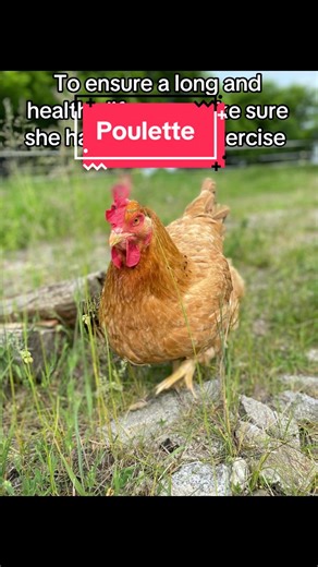 Poulette the Beloved Pet Chicken's Healthy Journey