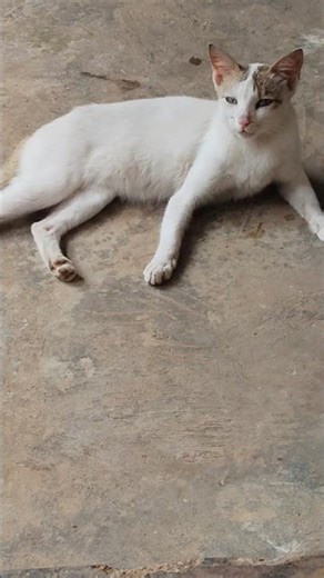 😺What did the doctor say,😺😂