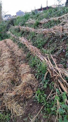 Sintropía forever! 🌱🌱 ➡️Técnicas usadas: 🪵Biochurros de cañas establecidos en el curso de @permanesermalaga 🌿Biochurros y líneas sintrópicas todoterreno bordeando arriba y abajo del talud #cursosecoluciona 💦Sistema de depuración de aguas grises multifuncional (producción biomasa para talud entre otras) Es una gozada pasear por la finca y además de disfrutar de la vida que se va generando, acordarse de todas las personas que han ido contribuyendo. 💚Nos encantaría que si eres de esas persona