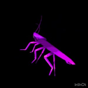 Dancing And Spinning Rainbow Cockroach Meme (Yea I found that meme from Pinterest)