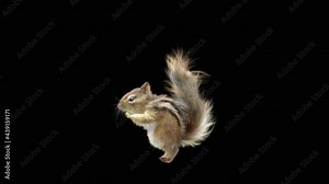 chipmunk Dance CG fur. 3d rendering, animal realistic CGI VFX, Animation Loop, composition 3d mapping cartoon, Included in the end of the clip with luma matte.