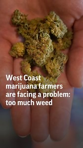 The West Coast marijuana industry has too much pot. | AP