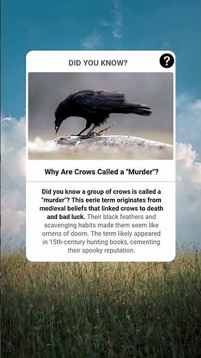 Why Are Crows Called a "Murder"? | Factopedia | #fact #facts #shorts