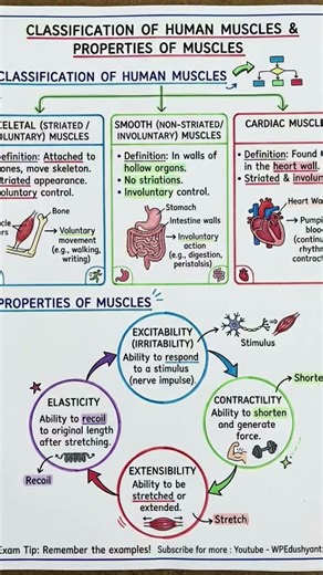 " #physicaleducation Classification of Human Muscles and Properties of Muscles”