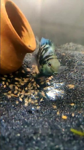 “Polar Parrot Fish Baby Journey 🐟❤️ | From Eggs to Fry!”#tending #aquarium