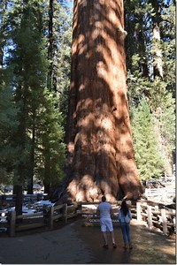 On the Road to Earth's largest tree in Sequoia National Park
