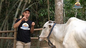184K views · 1.7K reactions | Sejarah Pahing - Preman kandang sapi Setia Farm | SETIA FARM | Facebook