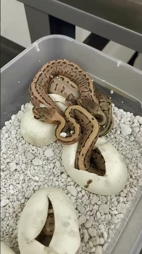 Snake Farm. #ganger #snake #incredible