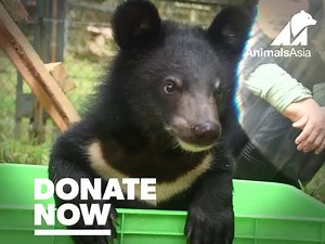 This global crisis is a direct result of our mistreatment of animals. You can help end bear bile farming by joining Animals Asia today. The only cure is kindness. Help end bear farming forever in Vietnam. | Animals Asia