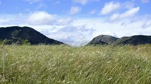 Breeze blowing in meadow as sky passes through. Time-lapse of grassy field in the middle of the countryside. Relaxation concept.