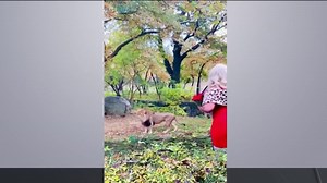 Woman Taunts Lion in Bronx Zoo Exhibit