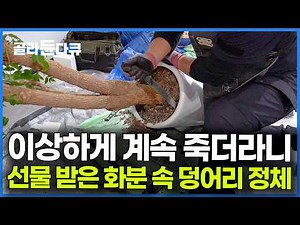 Digging into the flowerpot and shocked. The identity of the lump that killed the plant | Plant Ca...