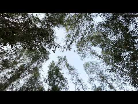 4k-Tree top view from beneath, eucalyptus trees, wind blowing