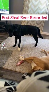 35M views · 680K reactions | Sneaky dog!  Tiktok: @courtneyj_summers | Alpha Paw | Facebook