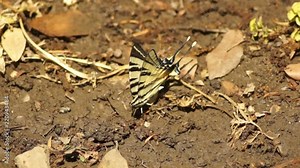 Tiger Swallowtail butterfly (Papilio glaucus) on the ground in garden Stock Video