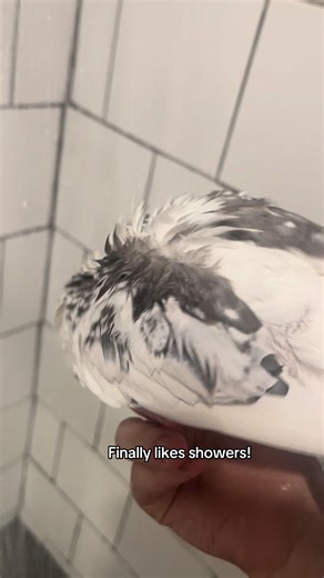Ryze the Cockatiel Enjoys His Shower