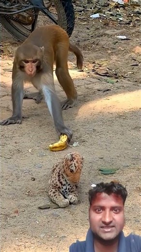 Clever monkey #Kashyap Satish up 24 #munky #crocodile #loine #tiger #leopard #cheeta #animals #viral