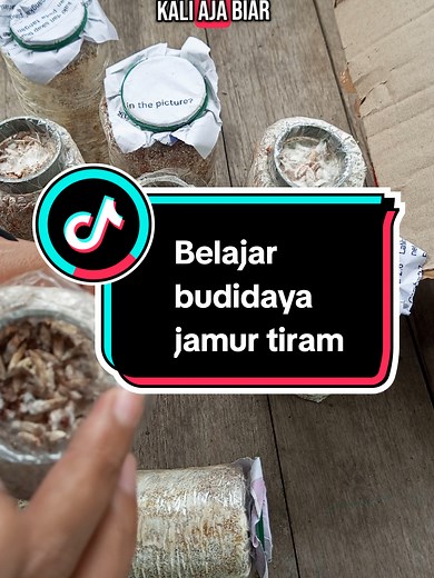 Cara Budidaya Jamur Tiram dengan Baglog Mini