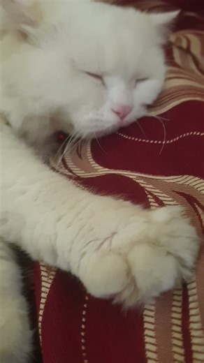 russian white lioness🤍🦁 #cuteanimal #cubs #lion #trendingshorts