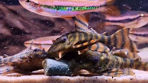 L397 Wild sharing their pleco pellet 😊 Stunning fish, brilliant for anyone wanting a breeding project | Pier Aquatics