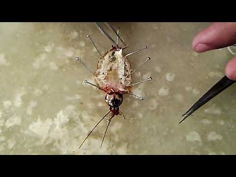 How to dissect Cockroach (Digestive System+ Nervous)By Debratna