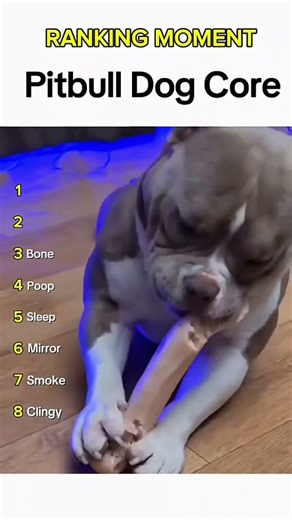 Dogs being idiots part 329: Pitbull core 🤣🐕 #funnydog #funnypet #cutedog #dog #pets #shorts