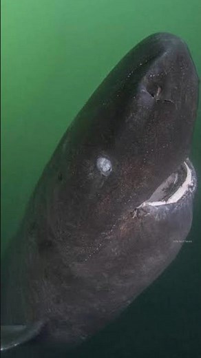 World's Longest Living Fish ? By info fact News