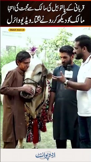 Lahore: Sacrificial Pet Bull Loves Owner So Much It Starts Crying On Seeing Him - Video Viral
