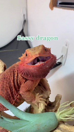 Bearded Dragon Hissing - Unexpected Behavior Caught on Camera!