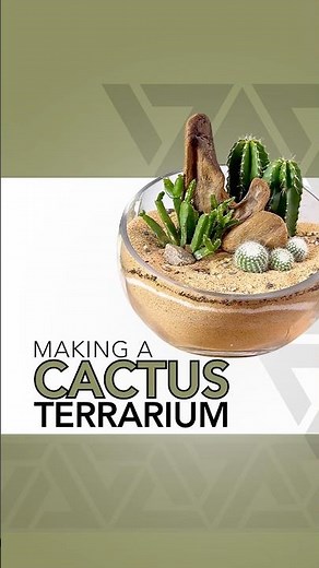 How to Make a Cactus Terrarium