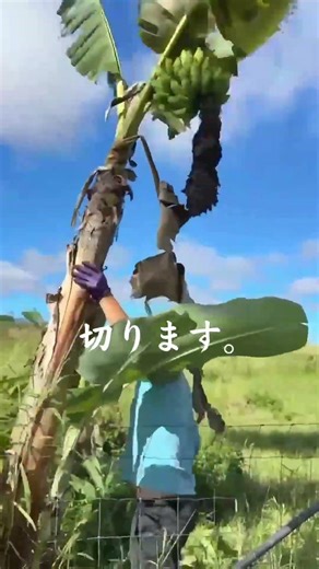 The first banana harvest of 2026 is coming up in preparation for the opening of an all-you-can-ea...